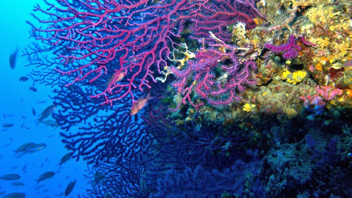 El Mediterráneo se calienta un 20% más rápido que los demás mares y se está tropicalizando El Mediterráneo se calienta un 20% más rápido que los demás mares y se está tropicalizando