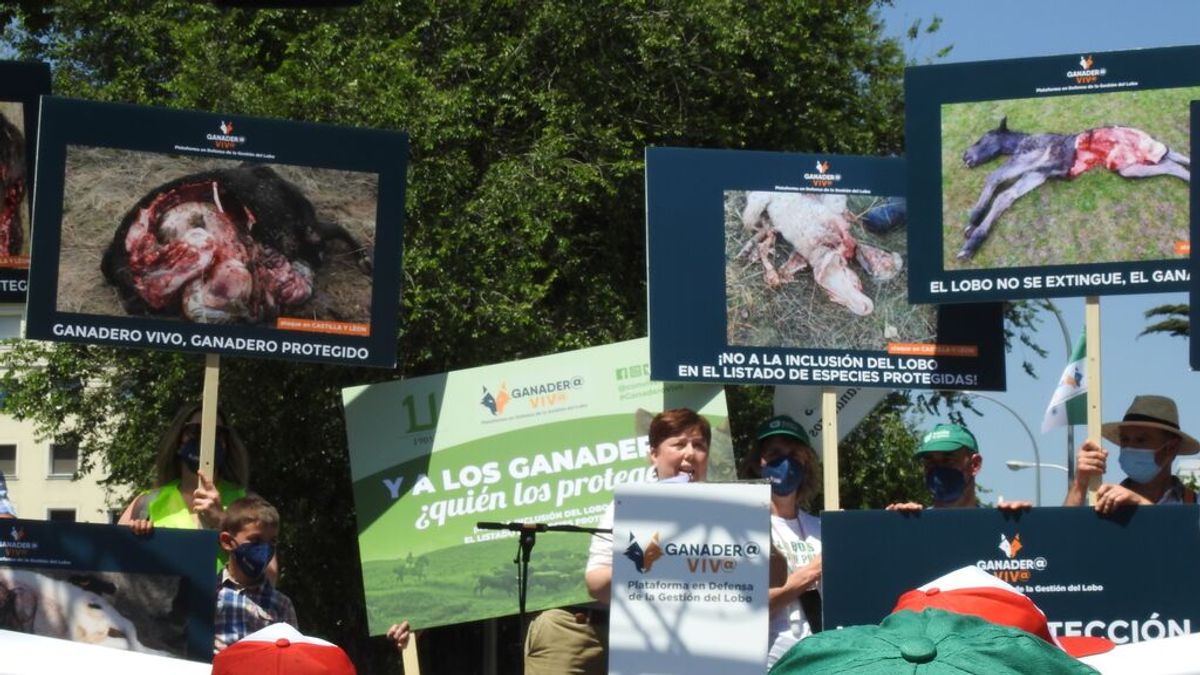 EuropaPress_3770045_concentracion_madrid_rechazo_proteccion_lobo EuropaPress_3770045_concentracion_madrid_rechazo_proteccion_lobo