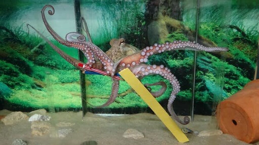 Pulpo