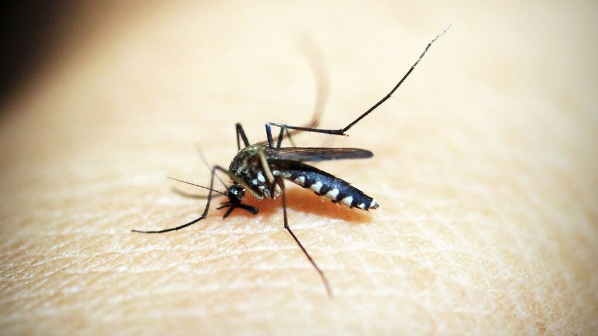 Científicos indonesios crean 'mosquitos antidengue' que pueden ayudar a erradicar la enfermedad Científicos indonesios crean 'mosquitos antidengue' que pueden ayudar a erradicar la enfermedad