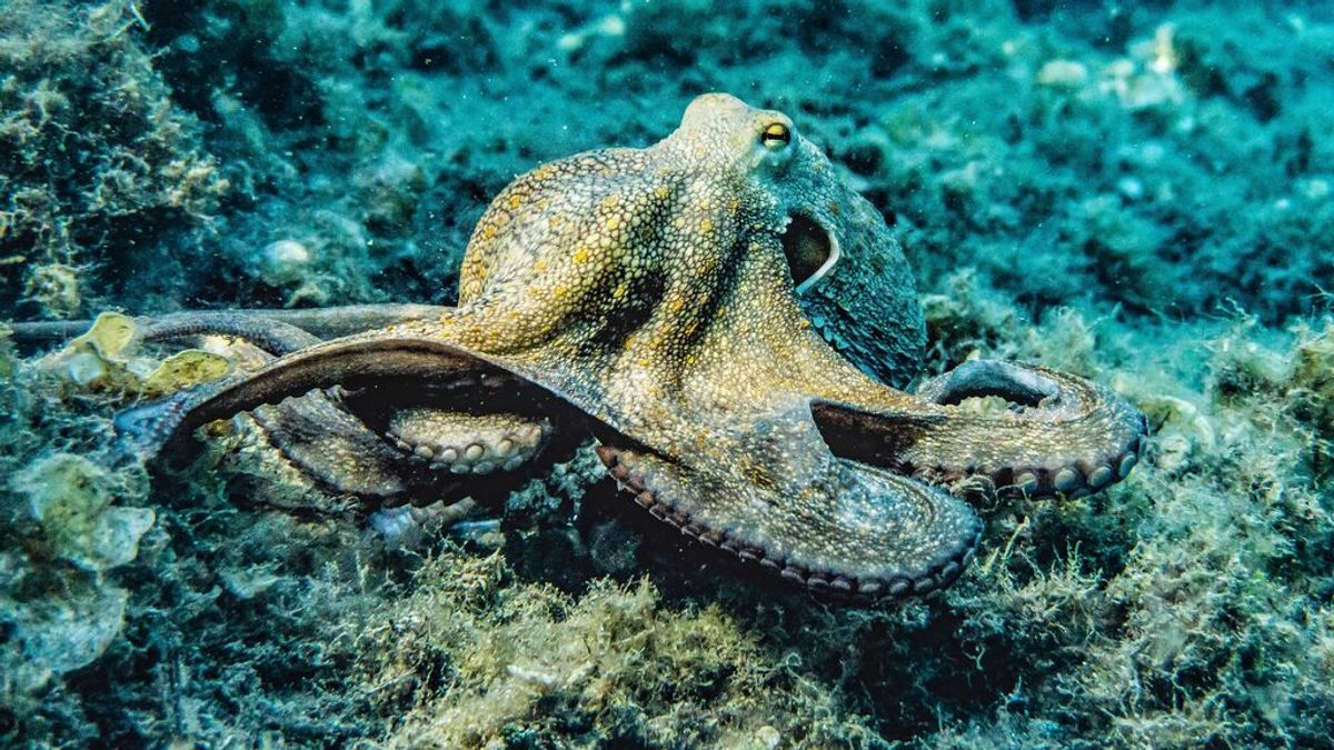 La fascinante inteligencia de los pulpos La fascinante inteligencia de los pulpos