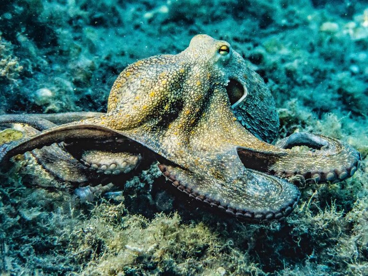 Un pulpo manipulando objetos