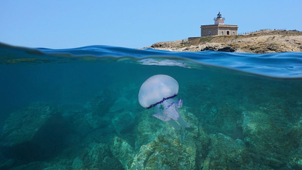 Habrá más medusas en las playas españolas tras un invierno y una primavera cálidos