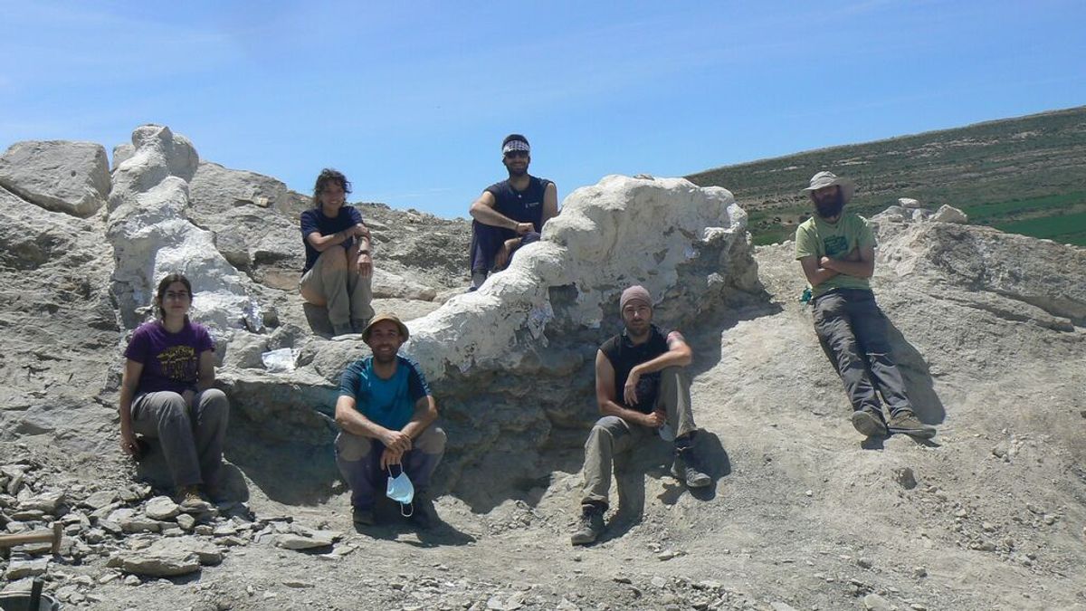 Hallan una columna vertebral de más de cinco metros de un dinosaurio gigante en Teruel