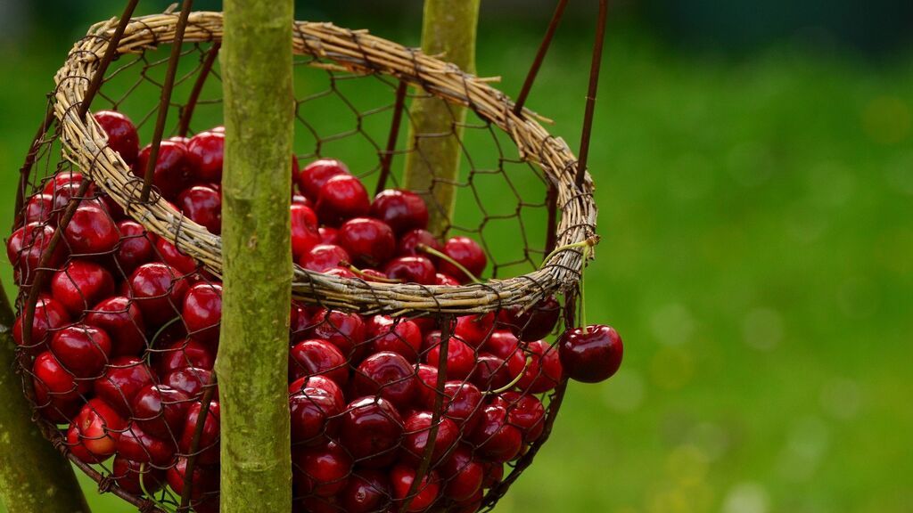 5 maneras de deshuesar cerezas para comer o cocinar