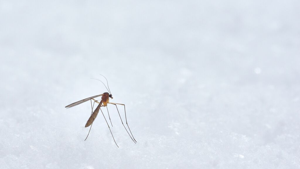 Llega el calorcito y los mosquitos: ¿cómo identificar las pulseras repelentes que sí son eficaces?
