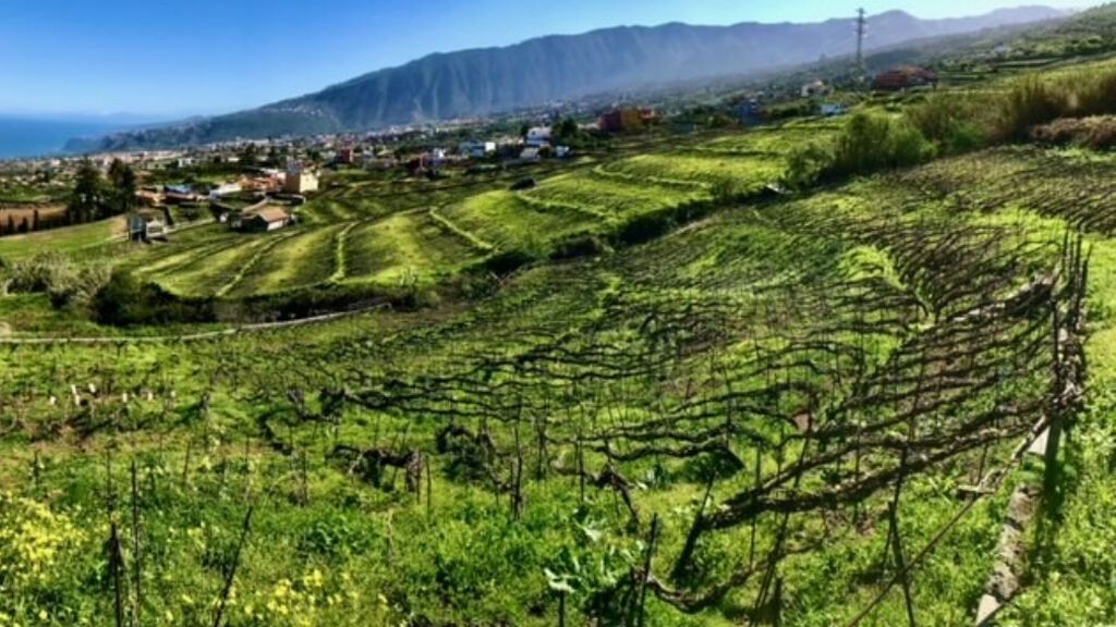 Viñedo San Bartolomé de Tirajana