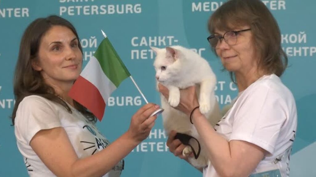 Italia ganará a Turquía en el partido inaugural de la Eurocopa según el vaticinio de un gato sordo ruso