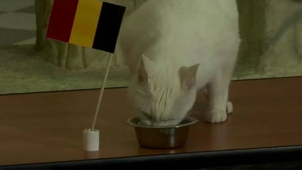 Gato pronostica la victoria de Bélgica frente a Rusia en la Eurocopa