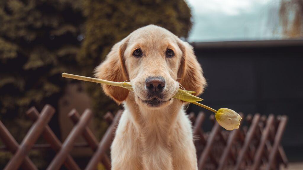 Mascotas y economía familiar. ¿Cuánto cuesta al año tener un perro o un gato?