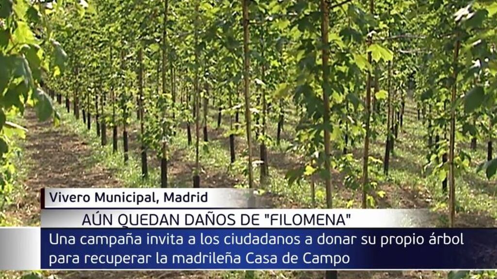 Los ciudadanos podrán donar un árbol para reconstruir el pulmón verde de Madrid