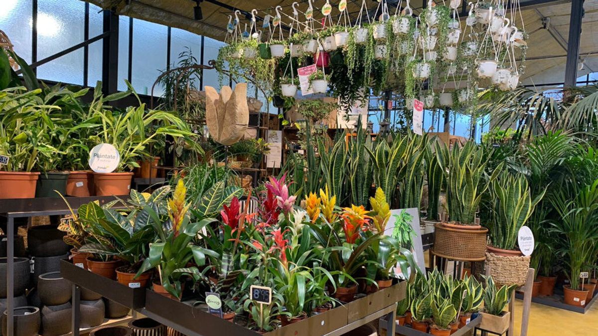 Los viveros no dan abasto con el boom de la jardinería: "Hemos tenido que doblar el personal" Los viveros no dan abasto con el boom de la jardinería: "Hemos tenido que doblar el personal"