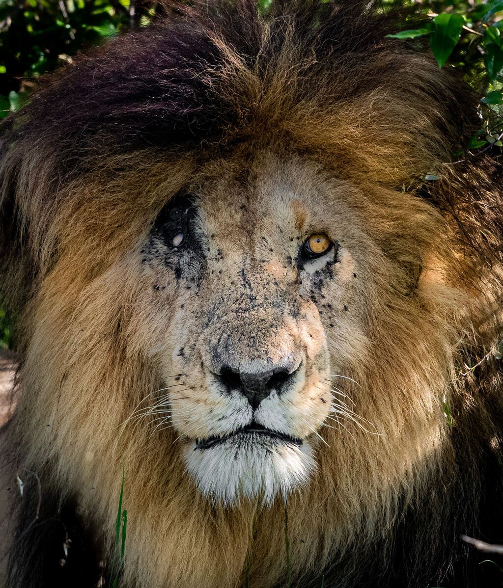 Muere el león Scarface: ¿Qué le hizo tan famoso en Kenia? - Informativos  Telecinco