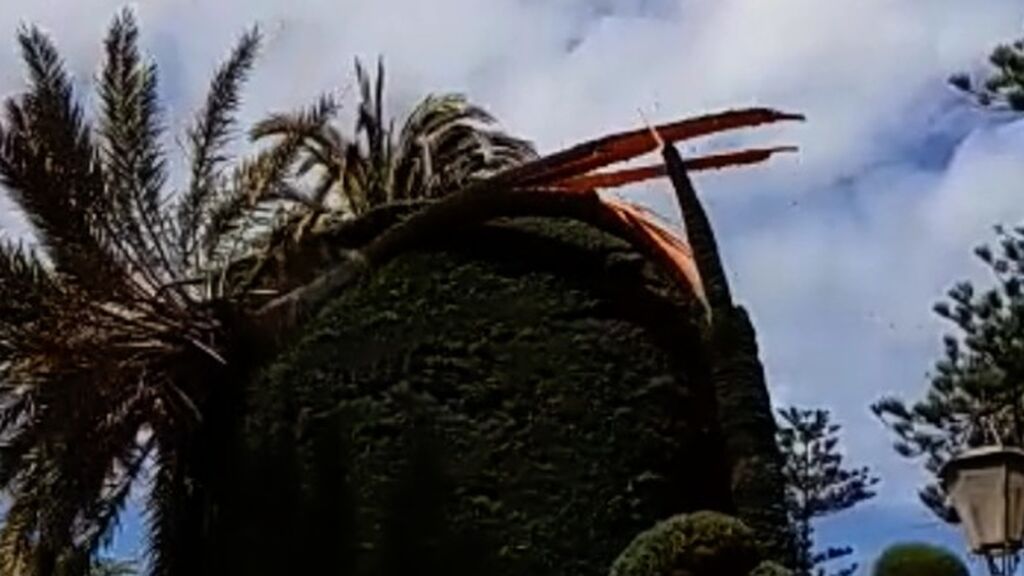 La palmera derribada sobre otro árbol