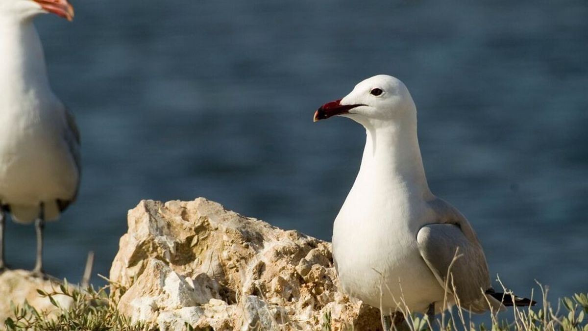 Dos cementerios de Barcelona recomiendan llevar paraguas abiertos para evitar los ataques de las gaviotas Dos cementerios de Barcelona recomiendan llevar paraguas abiertos para evitar los ataques de las gaviotas
