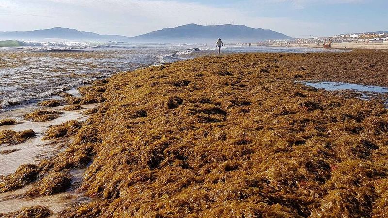 Las Zonas Afectadas Por El Alga Rugulopteryx Okamurae En España Informativos Telecinco 2826