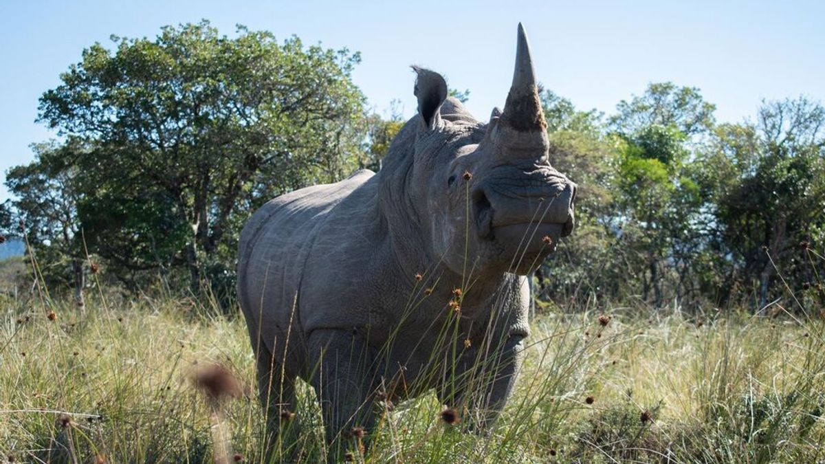 Dan con la clave para evitar la caza furtiva que está acabando con los rinocerontes: hacerlos radioactivos