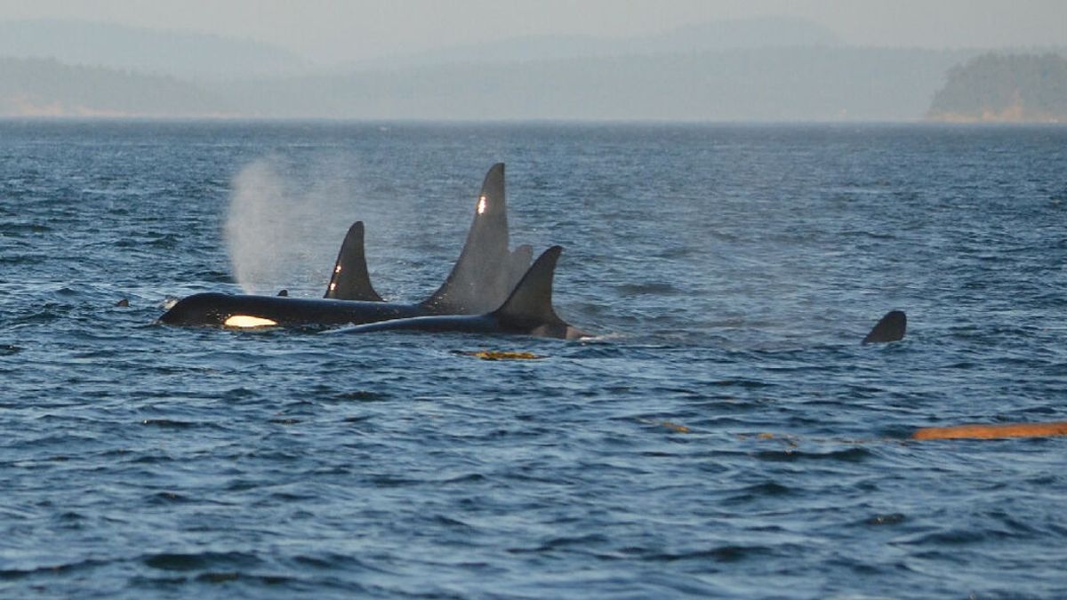 Leones marinos huyen aterrorizados del ataque de las orcas - NIUS