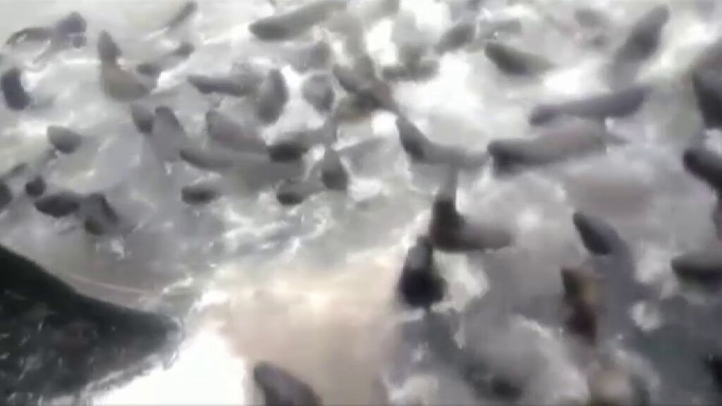Una espectacular estampida de leones marinos intenta subirse a un barco en Chile