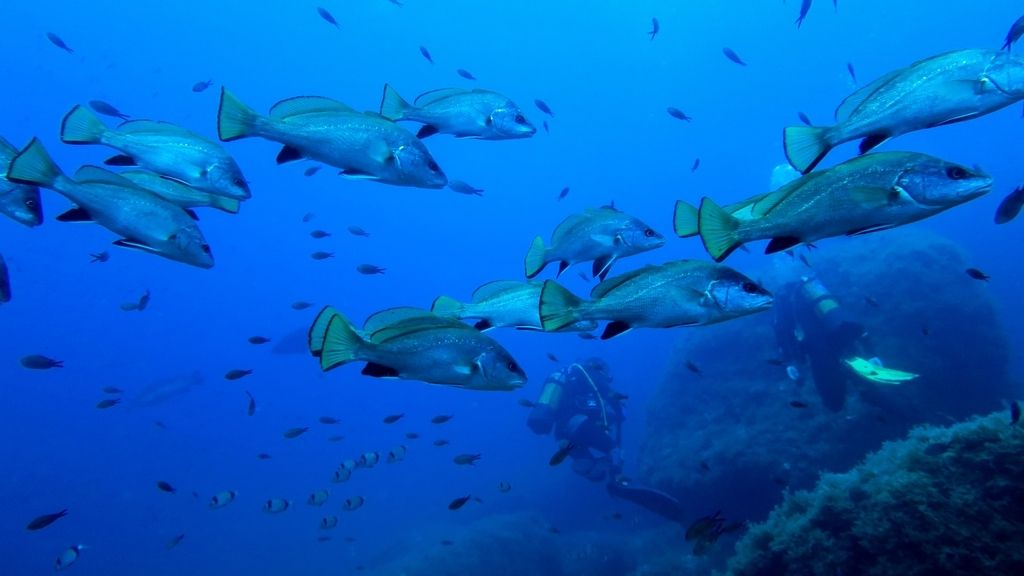 La Reserva Marina de Tagomago presenta un buen estado de conservación, según un informe