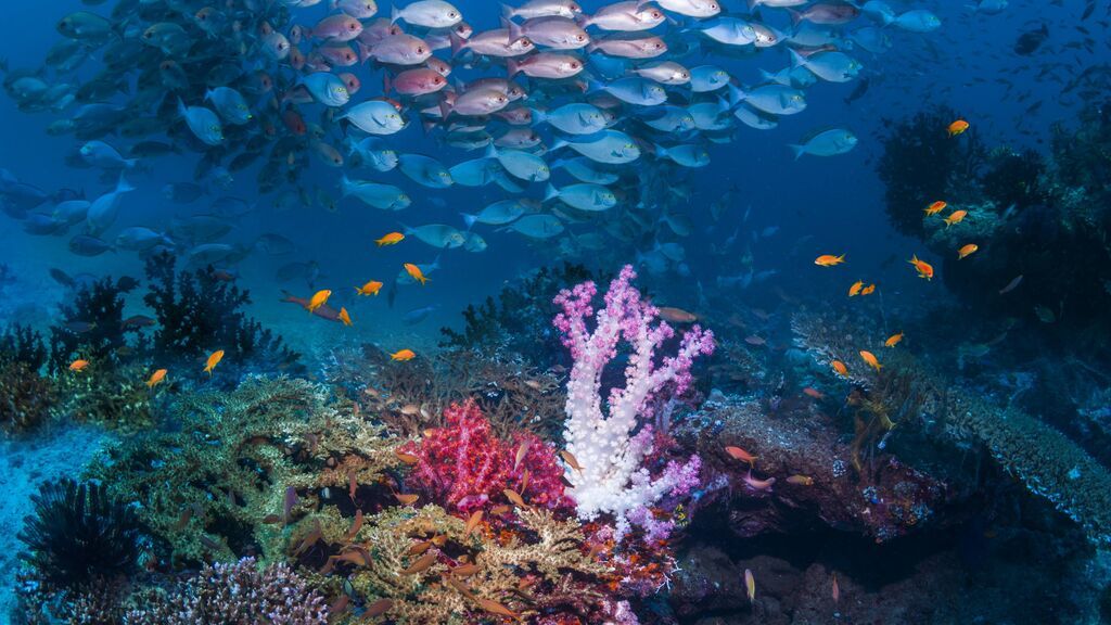 Fondo del mar y corales