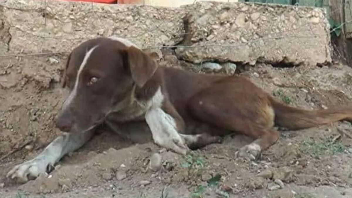 Cuchufleto, el perro que llora esperando a su dueño que murió en una mina