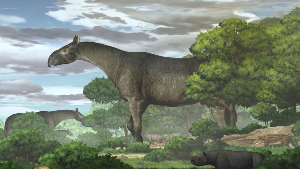 Hallan fósiles de un antepasado gigante del rinoceronte: pesaba el equivalente a cinco elefantes juntos