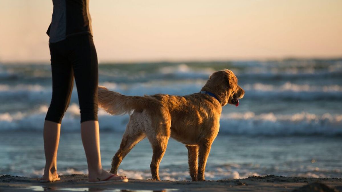 Playas de España para visitar con tus mascotas Playas de España para visitar con tus mascotas