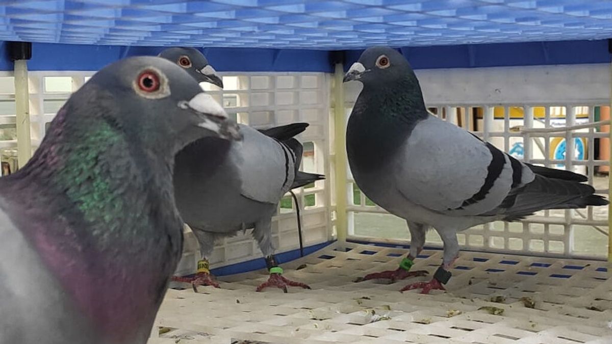 Se buscan palomas mensajeras que llegaron desde Portugal arrastradas por la tormenta Se buscan palomas mensajeras que llegaron desde Portugal arrastradas por la tormenta