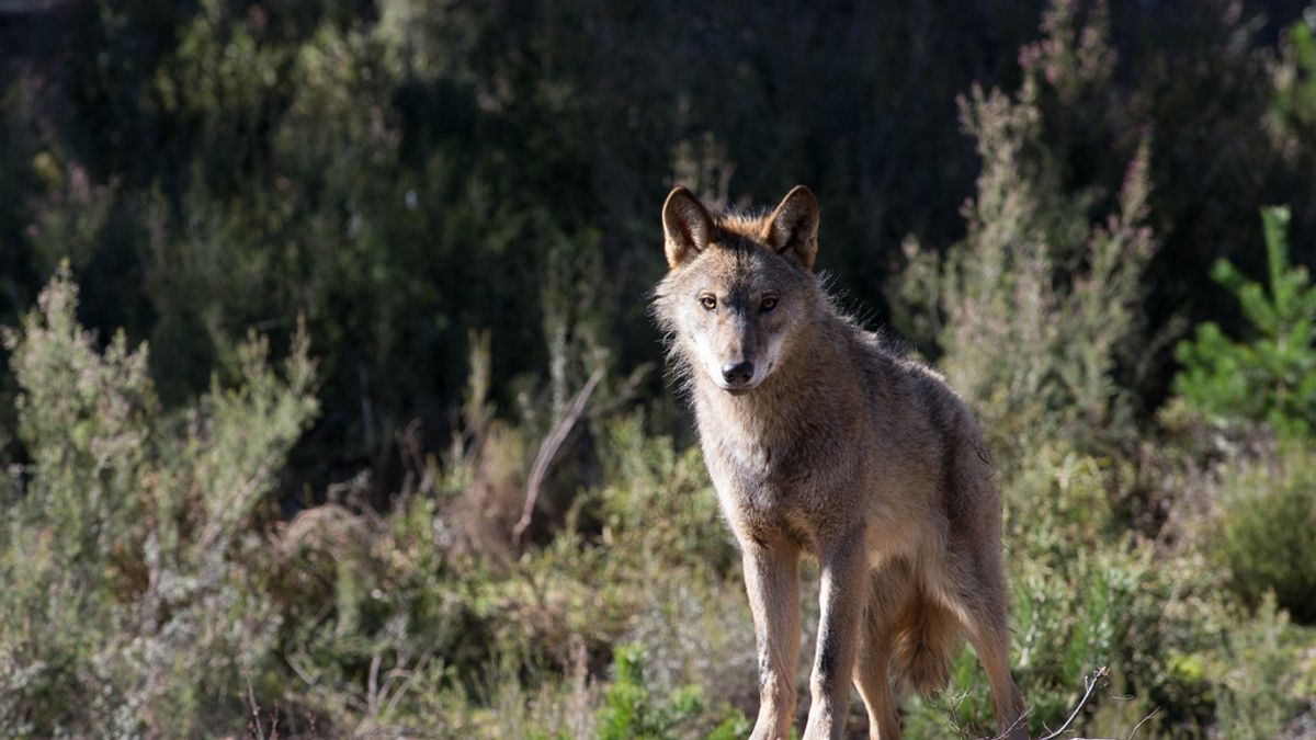Economía.- La Plataforma contra el Lobo y el Oso advierte de las bajas que se están produciendo en el sector ganadero Economía.- La Plataforma contra el Lobo y el Oso advierte de las bajas que se están produciendo en el sector ganadero
