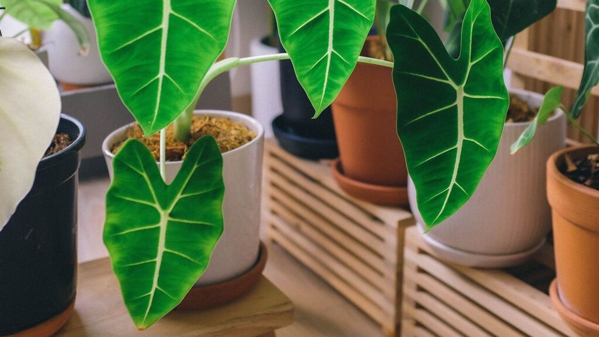 Cómo cuidar una planta en verano: riego y cuidados básicos Cómo cuidar una planta en verano: riego y cuidados básicos
