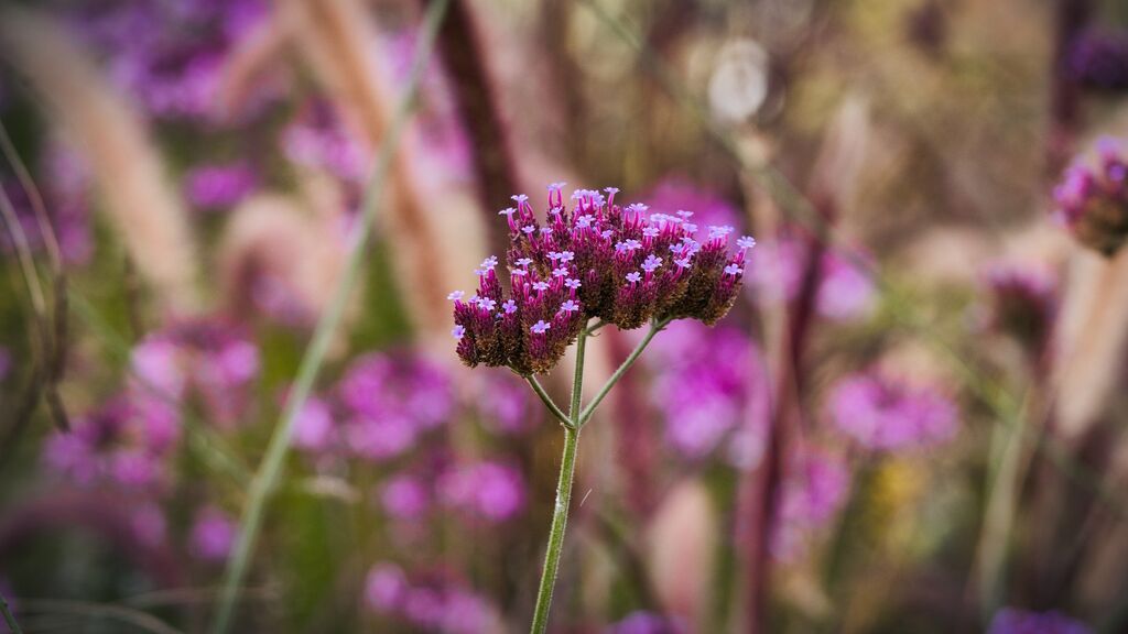 wild-flower-3733505_1920