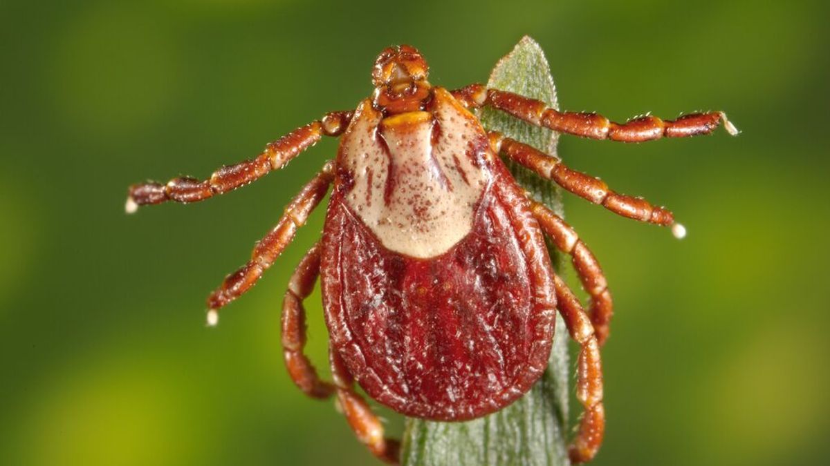 Cómo identificar la picadura de una garrapata y qué hacer en ese caso Cómo identificar la picadura de una garrapata y qué hacer en ese caso