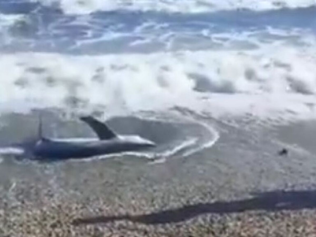 Aparece un tiburón vivo en una playa de Almería - Informativos Telecinco