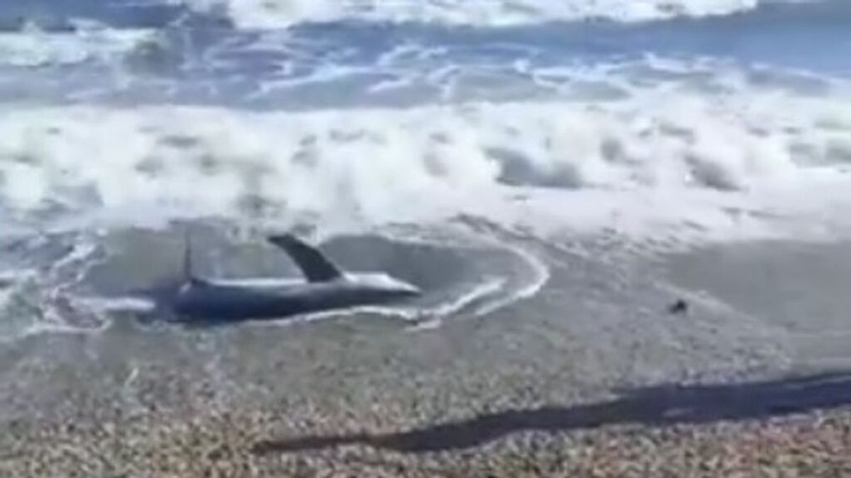 Aparece un tiburón vivo en la orilla de una playa de Almería