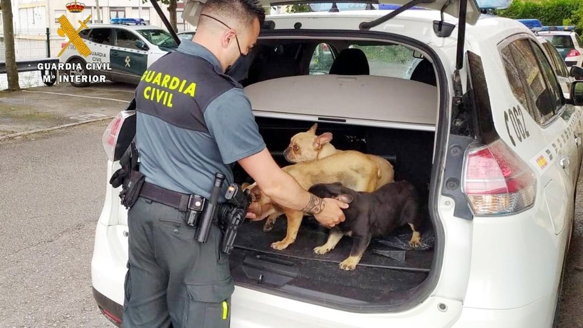 Investigado en Cantabria por robar 12 perros valorados en 21.000 euros