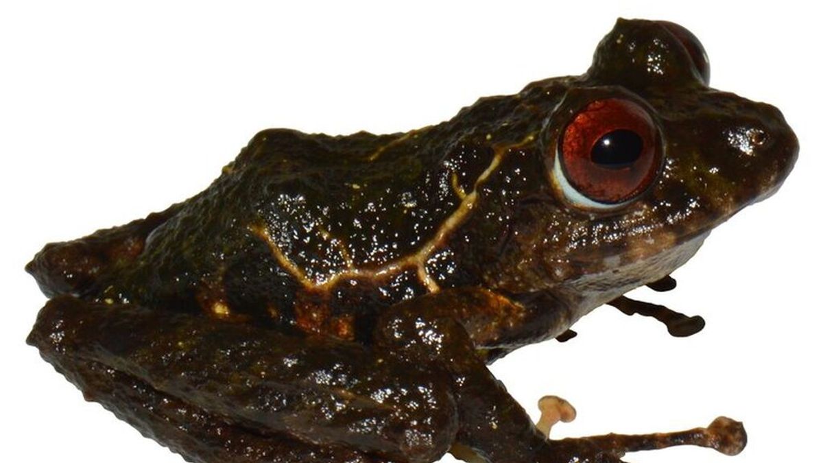 Investigadores descubren una especie desconocida de rana y la nombran “Led Zeppelin”