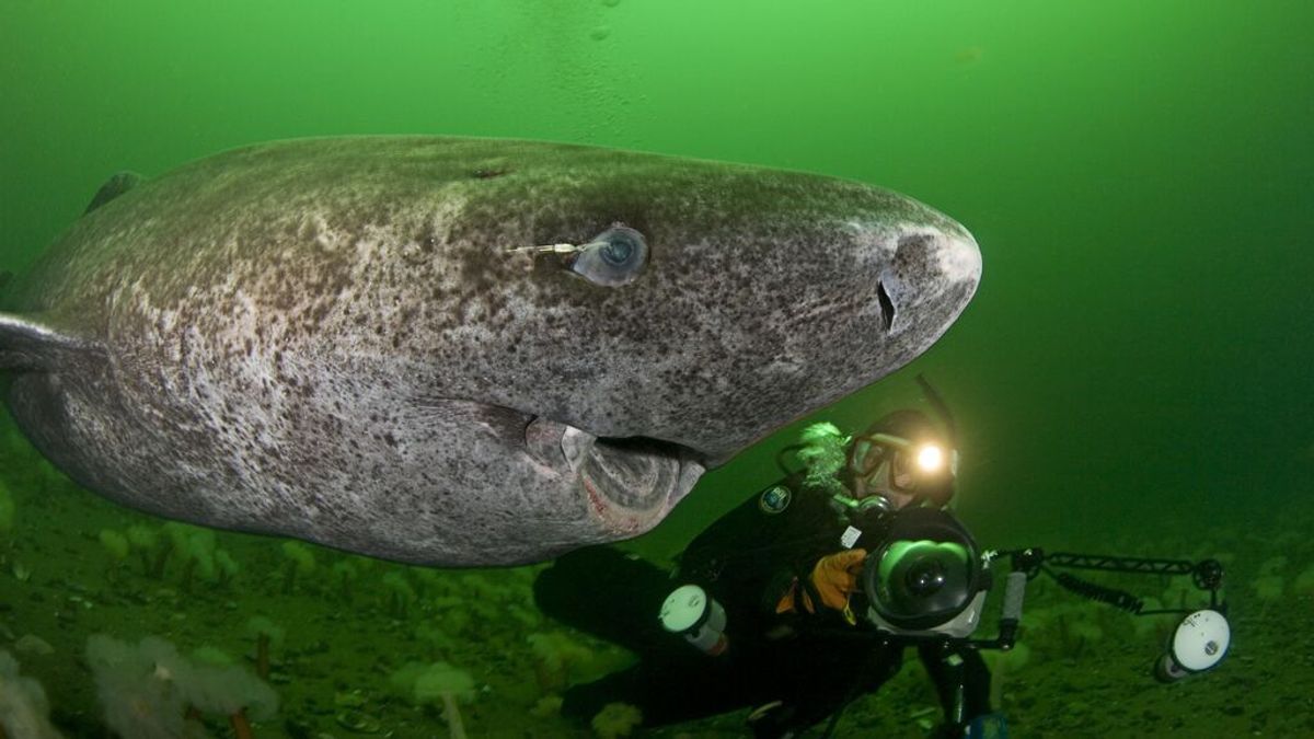 Este tiburón ciego vive hasta 500 años y es el vertebrado más longevo de la Tierra