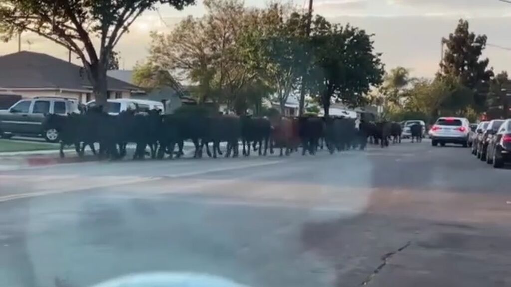Estampida por las calles de Los Ángeles: cuarenta vacas escapan de un matadero en un despiste
