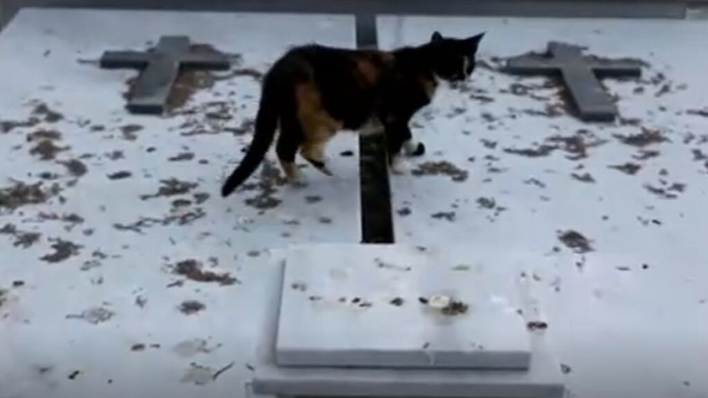 La superpoblación de gatos callejeros pone en jaque a Chipre