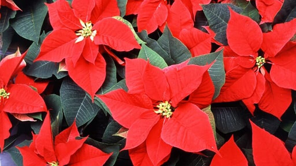 Poinsettia o flor de Pascua