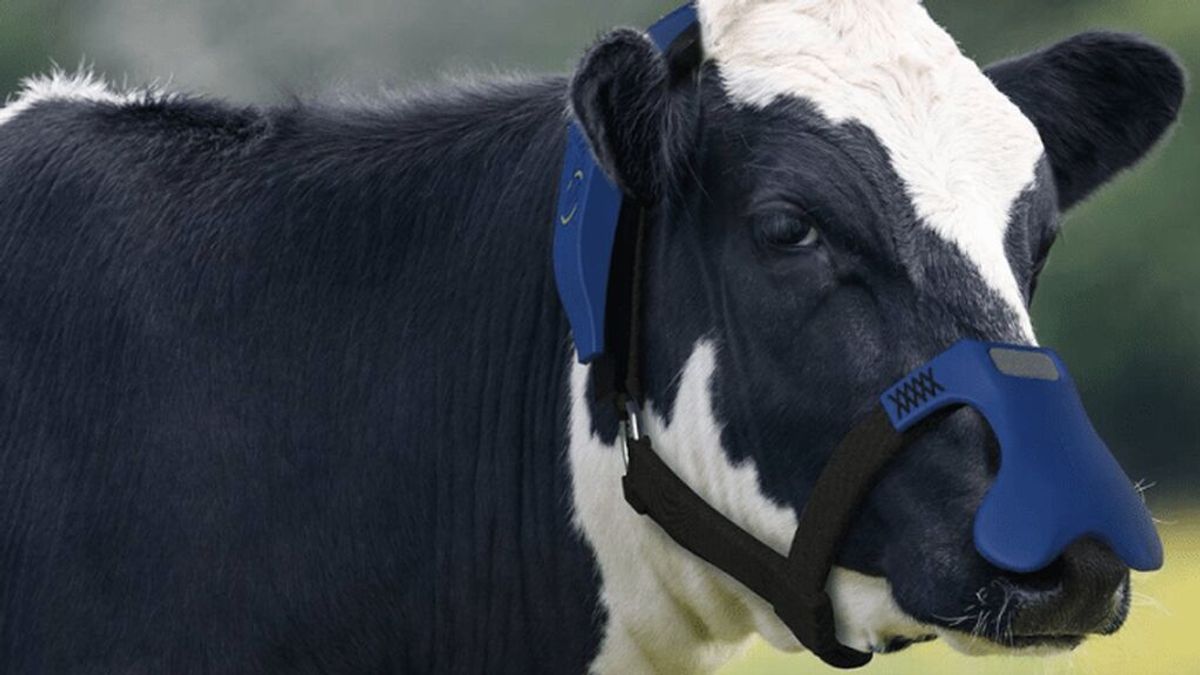 Una mascarilla para vacas logra filtrar el metano de sus eructos
