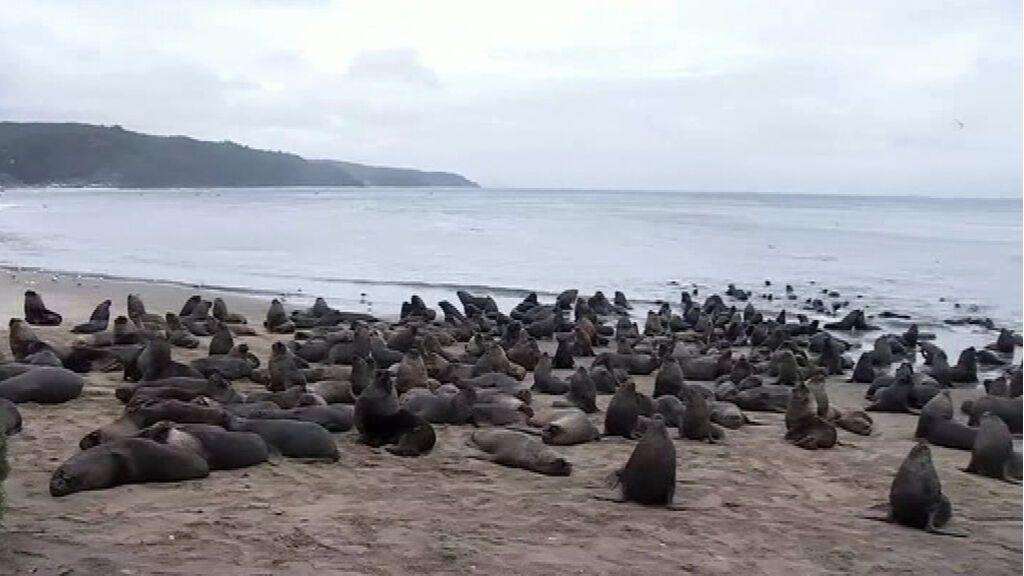 Cientos de leones marinos invaden las playas de Tomé en Chile - NIUS