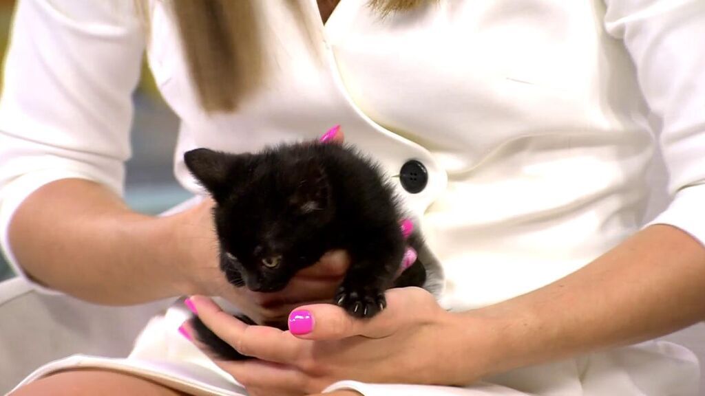 As y Joker, dos gatitos rescatados de una colonia que necesitan un nuevo hogar