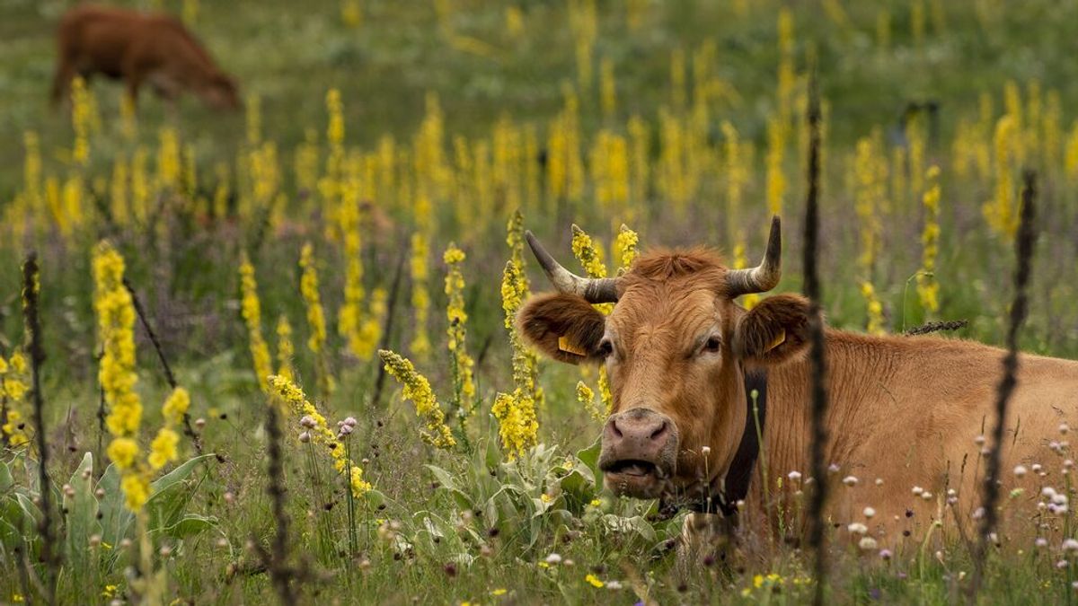 Confirman un caso positivo de lengua azul, una enfermedad infecciosa, en un vacuno en Pollença, Mallorca Confirman un caso positivo de lengua azul, una enfermedad infecciosa, en un vacuno en Pollença, Mallorca