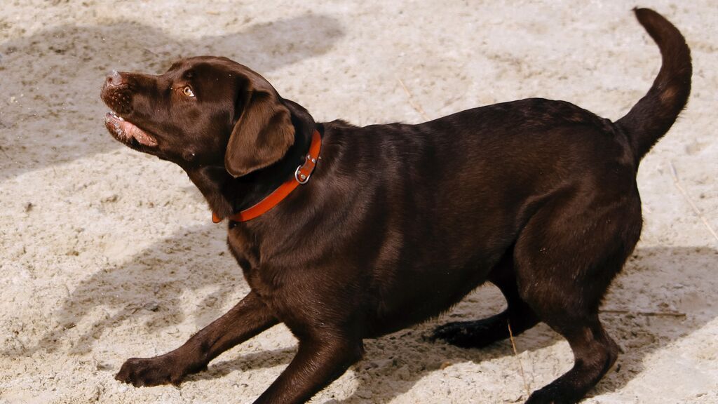 Cómo actuar ante el ataque de un perro