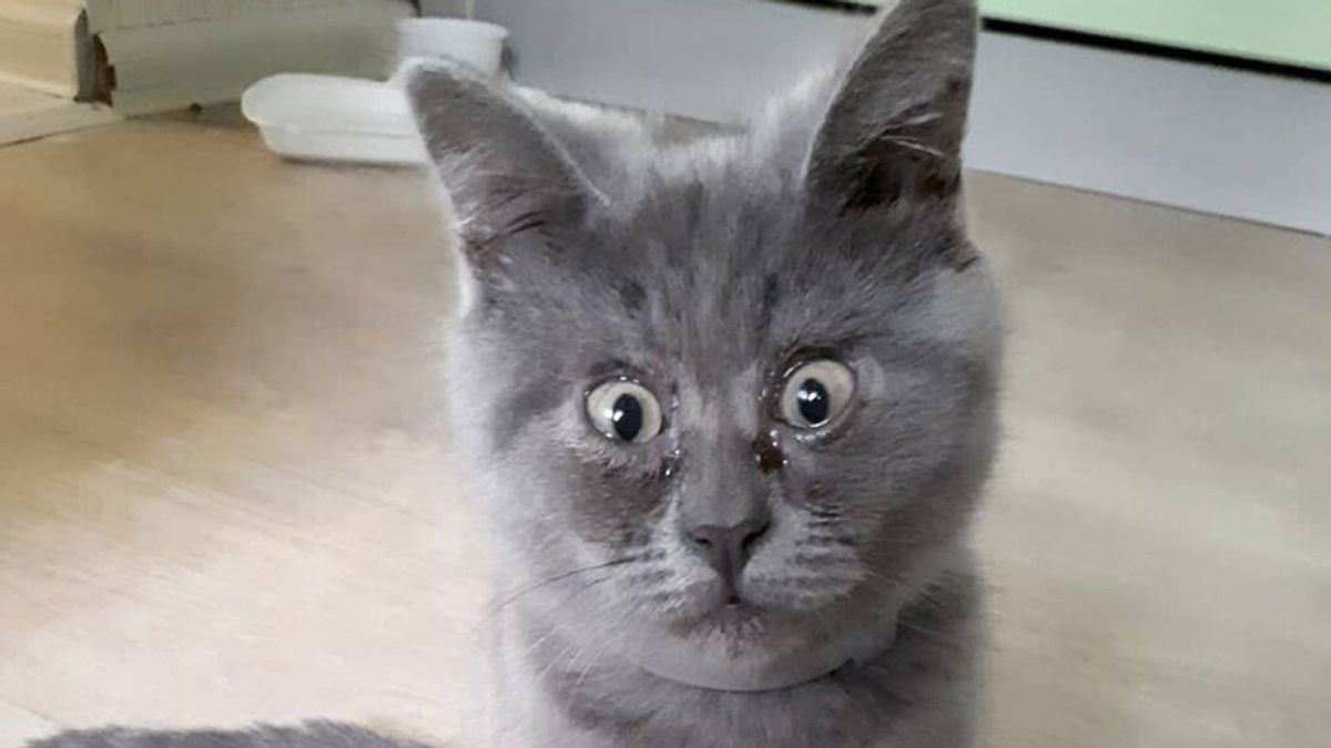 Fedia, el gato 'siempre sorprendido' que enamora a las redes sociales
