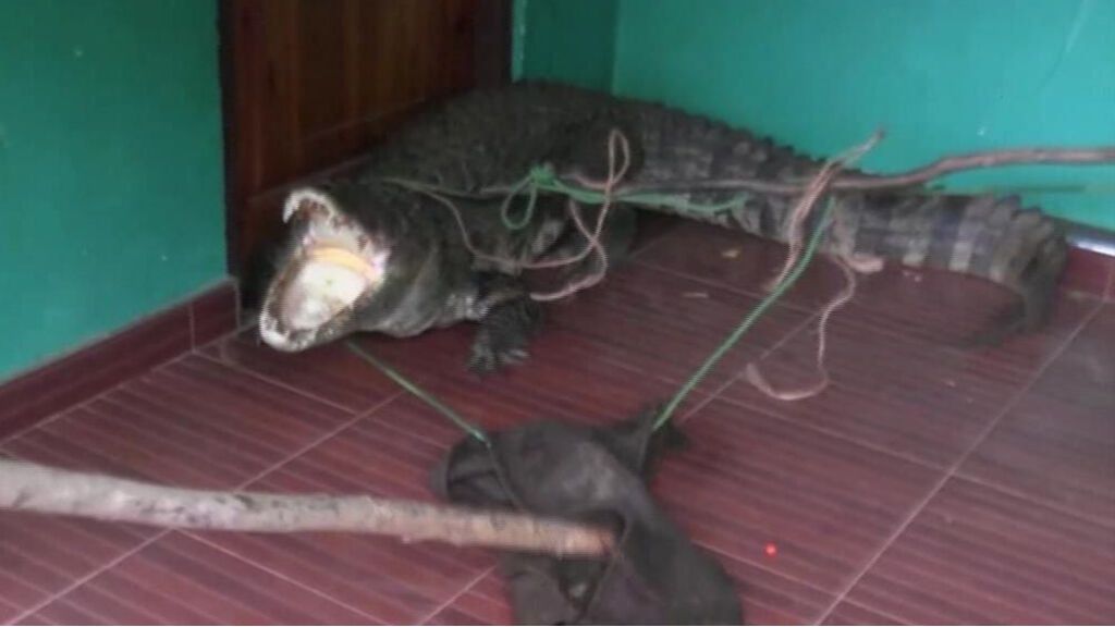 La lucha por atrapar a un cocodrilo de 3 metros que apareció en la puerta de una casa en Sri Lanka