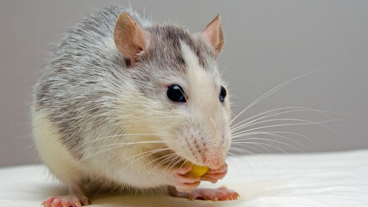 El ratón de Gould, especie autóctona de Australia que se daba por extinguida, reaparece tras 150 años El ratón de Gould, especie autóctona de Australia que se daba por extinguida, reaparece tras 150 años