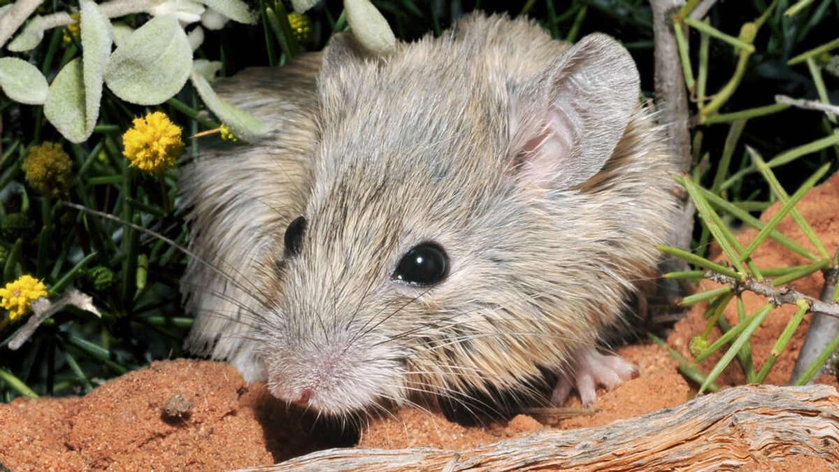 Una especie de ratón australiano 'resucita' 150 años después de su supuesta extinción